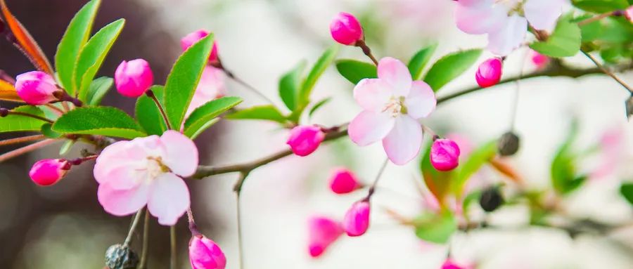 Xinglin Morning Report | Sore Throat, Fever, Cough? Wind-Heat Cold is Coming! A Classic Formula Can Solve It