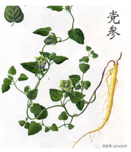 The Efficacy and Functions of Codonopsis (Dang Shen)