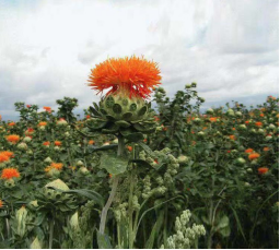 The Pharmacological Comparison of Honghua (Safflower) and Xihonghua (Saffron)