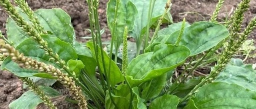 The Story of Plantago (Cheqian Cao) in Traditional Chinese Medicine Folklore