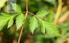 Understanding the Three Parts of Angelica: The 'Blood Nourishing Herb' and Its Proper Use