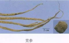 Exploring Dang Shen (Codonopsis pilosula): Properties, Uses, and Cultural Significance