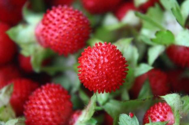 A Comprehensive Guide to 50 Common Medicinal Herbs in Rural Areas