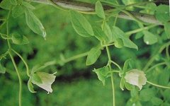 Strengthening the Spleen and Lung, Nourishing Blood and Generating Fluids