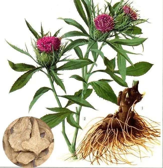 Traditional Chinese Medicine: Essential Knowledge About Cang Zhu (Atractylodes)