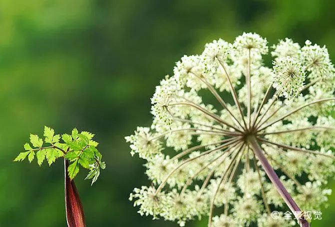 Daily Learning of Chinese Herbal Medicine