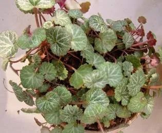 This Herb Treats Toothache, Ear Pain, and Skin Itching