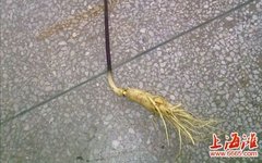 Daily Herb 31: Ginseng - How to Choose and Distinguish Wild Ginseng?
