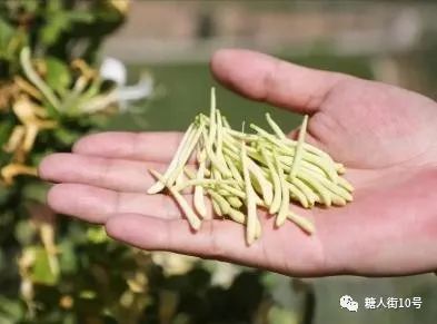 Honeysuckle: A Natural Remedy for Liver Health and Improved Sleep