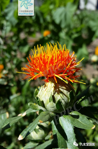 Traditional Chinese Medicine: The Properties and Uses of Honghua (Safflower)
