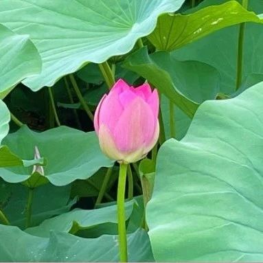 Understanding TCM Diagnosis: Fluid Deficiency and Pathology