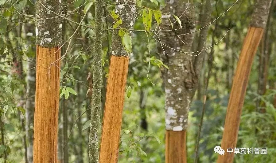 Cinnamon: A Comprehensive Guide