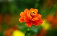 Comprehensive Guide to TCM Diagnostic Methods: Eight Principles, Six Meridians, and San Jiao