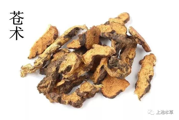 Understanding Cang Zhu (Atractylodes) in Traditional Chinese Medicine