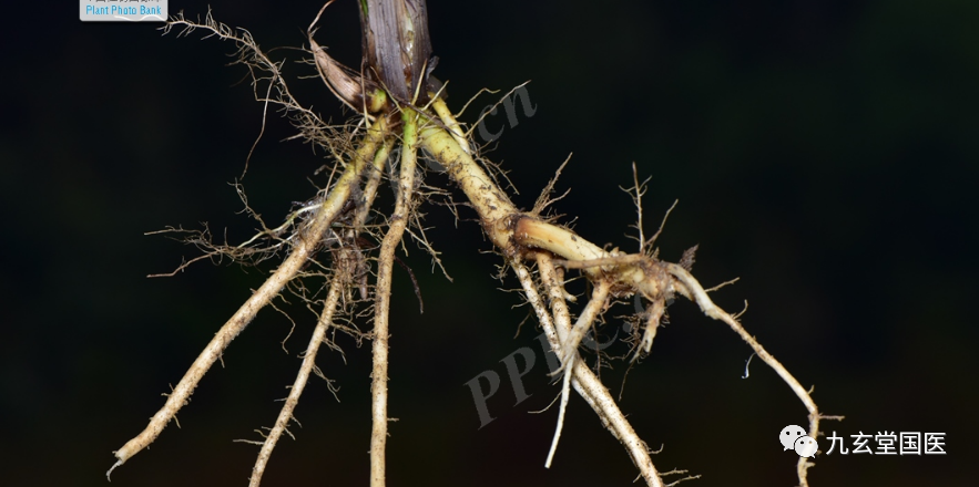 Traditional Chinese Medicine: Coix Seed and Coix Root