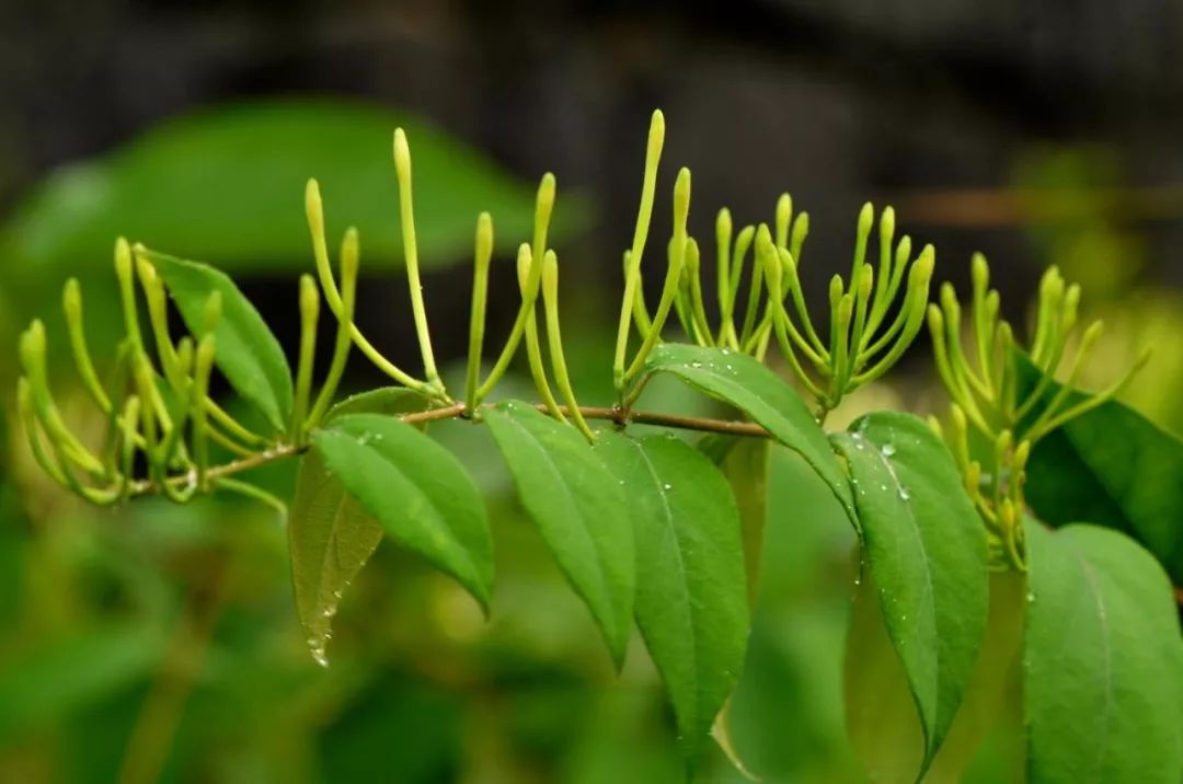What Are the Benefits of Honeysuckle? Remember These Ten Amazing Uses