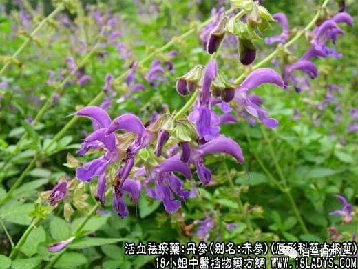 The Effects and Efficacy of Dan Shen (Salvia miltiorrhiza)