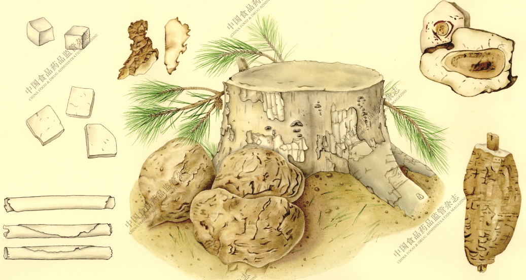 Poria Cocos: A Study of Authentic Medicinal Materials