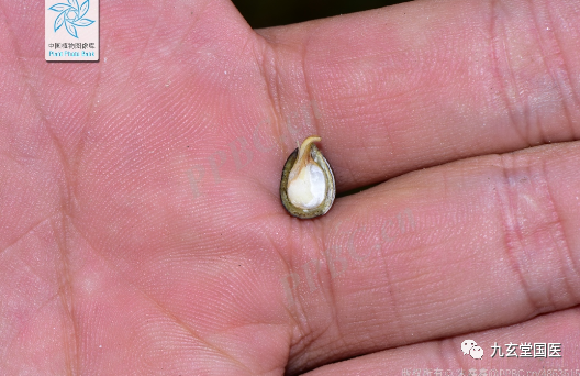 Traditional Chinese Medicine: Coix Seed and Coix Root
