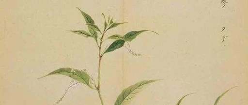 The Network of Collaterals in Traditional Chinese Medicine