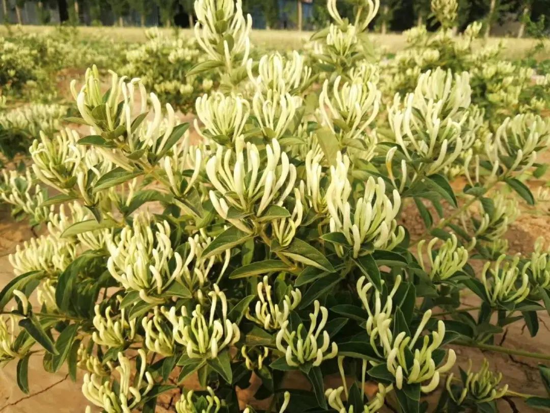 The Efficacy and Uses of Honeysuckle: What to Pair It With for Optimal Benefits