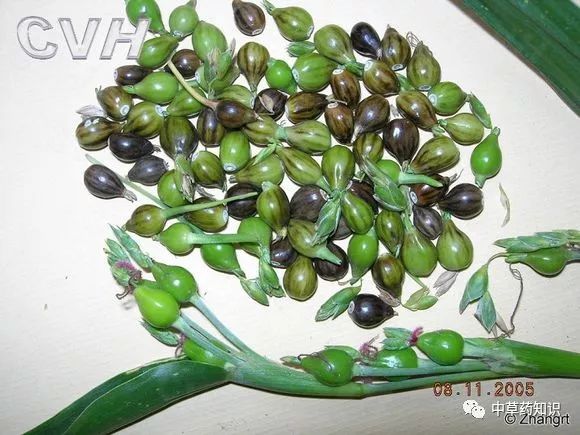 Chinese Herbal Medicine: Coix Seed (Yi Yi Ren)