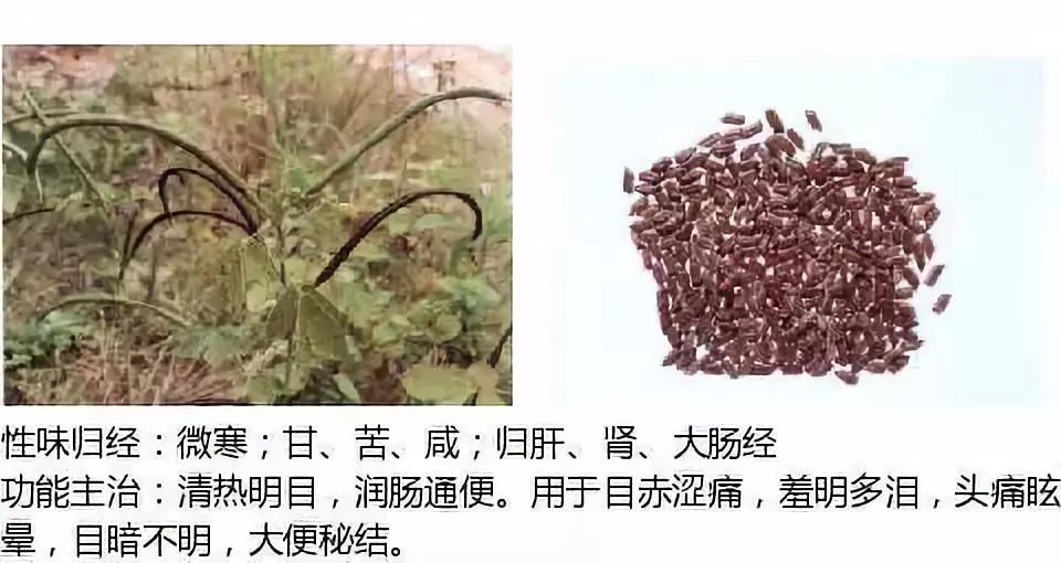 Illustrated Guide to Over 500 Chinese Medicinal Herbs (Including Therapeutic Effects)