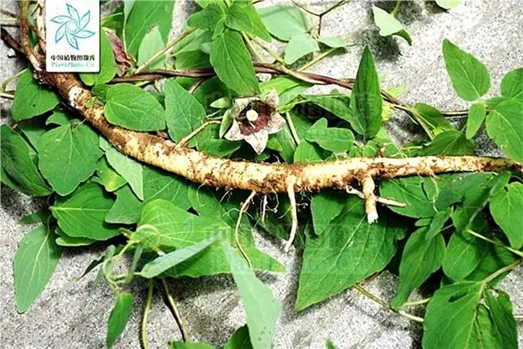 Understanding Dang Shen (Codonopsis pilosula) in Traditional Chinese Medicine