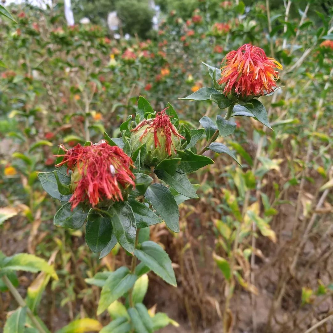 Safflower: A Healthy Nutritional Oil