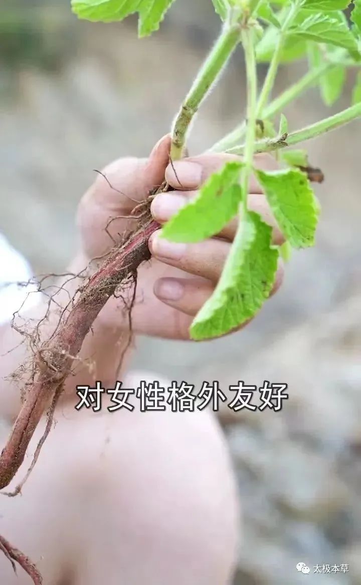 Dan Shen: A Valuable Herb for Heart Disease, Thrombosis Prevention, and Trauma Recovery