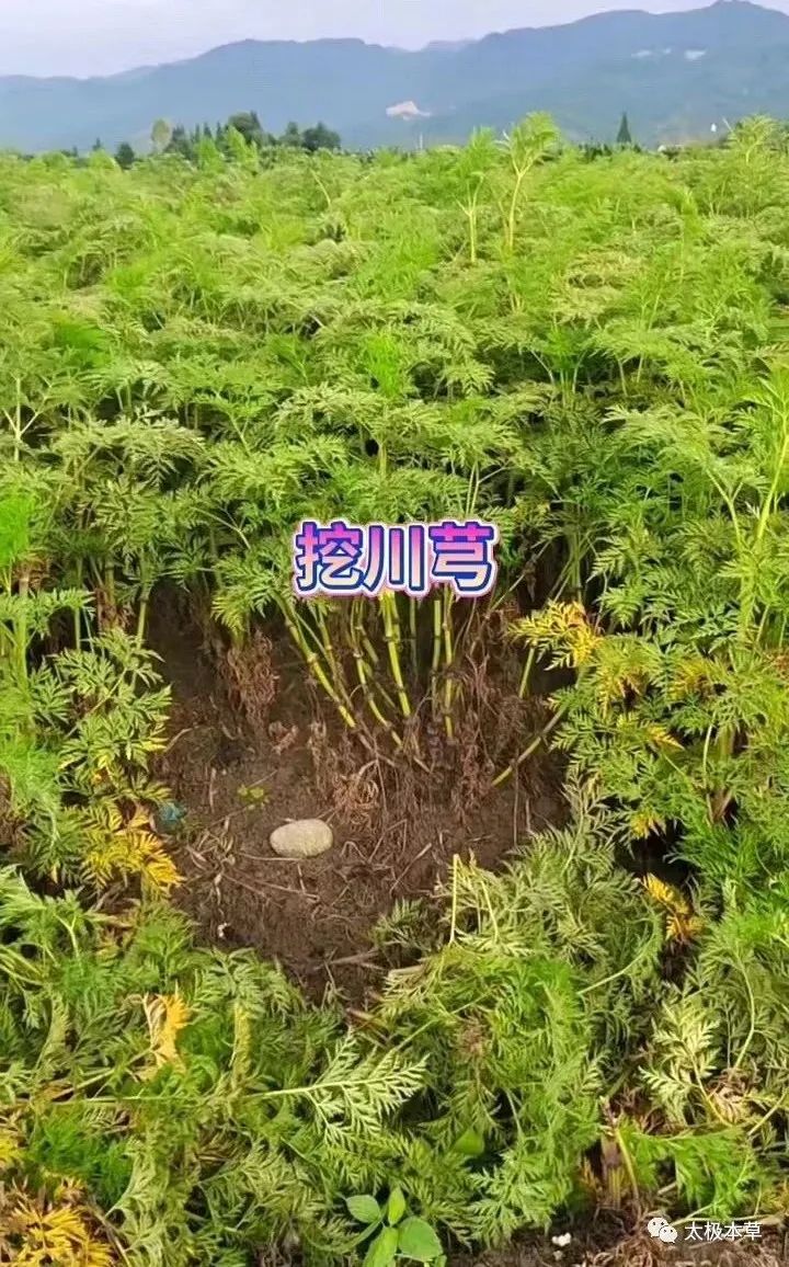 Chuanxiong: A Valuable Herb for Treating Headaches and Promoting Blood Circulation