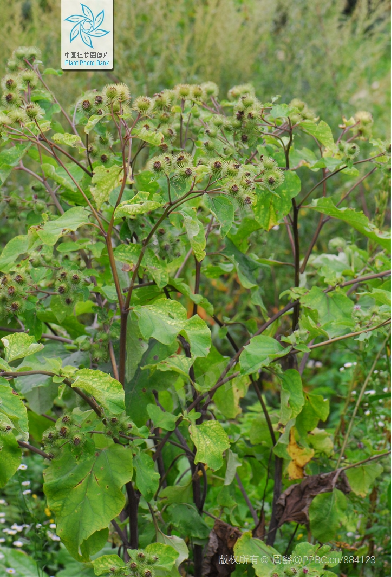 Understanding a Chinese Herbal Medicine Each Day: Ginseng