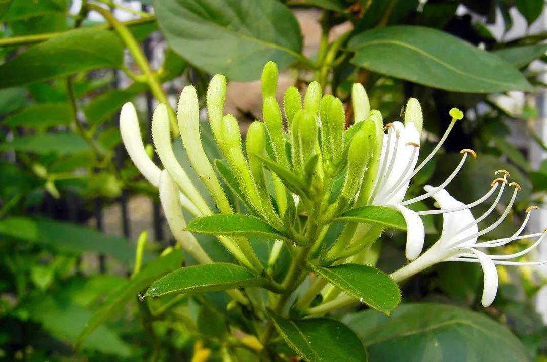 9 Best Chinese Herbs for Clearing Heat and Detoxification