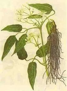 The Enigma of Chinese Medicine: The Regrets of the "Compendium of Materia Medica" and the Unintentional Loss of Miraculous Herbs in History