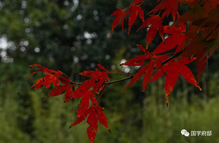 Classic Quotes from the Huangdi Neijing: Wisdom for Health Preservation