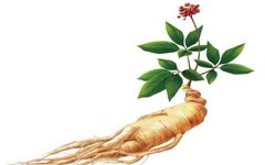 The King of Herbs: Ginseng