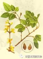 Understanding Forsythia: Characteristics, Distribution, and Medicinal Value