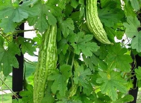 What to Eat for Spleen and Stomach Yang Deficiency