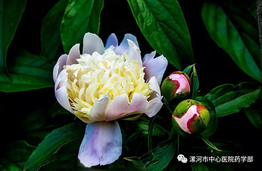 The Efficacy and Functions of Bai Shao (White Peony Root)