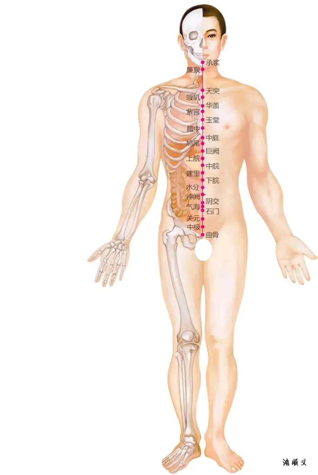 The Ren Meridian: Pathways and Clinical Applications