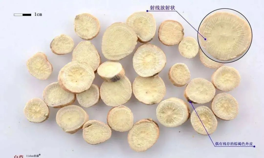 484 Bai Shao (White Peony)