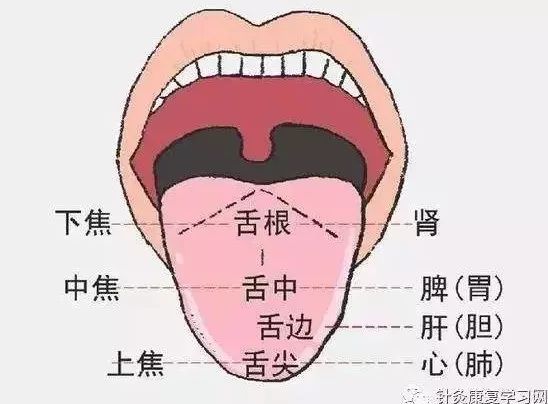 Comprehensive Tongue Diagnosis Guide! TCM Teaches You 6 Methods to Understand Health Through Your Tongue, Save for Future Reference!