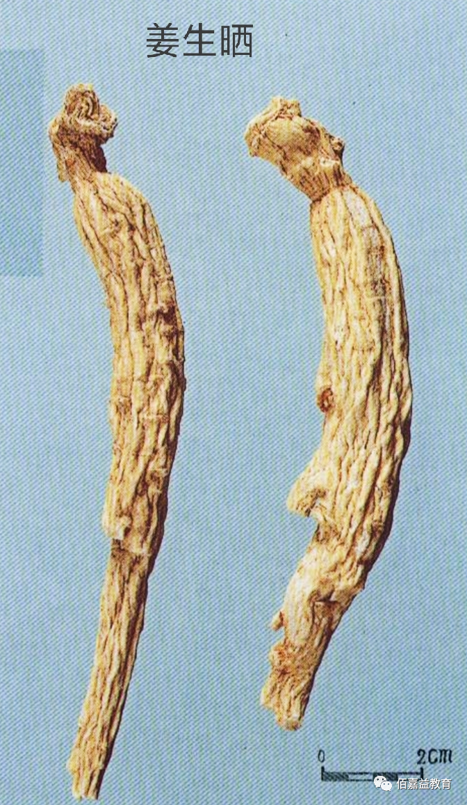 How to Distinguish Genuine from Fake Ginseng