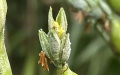 Analysis of Coix Seed (Yi Yi Ren) and Its Root in Traditional Chinese Medicine