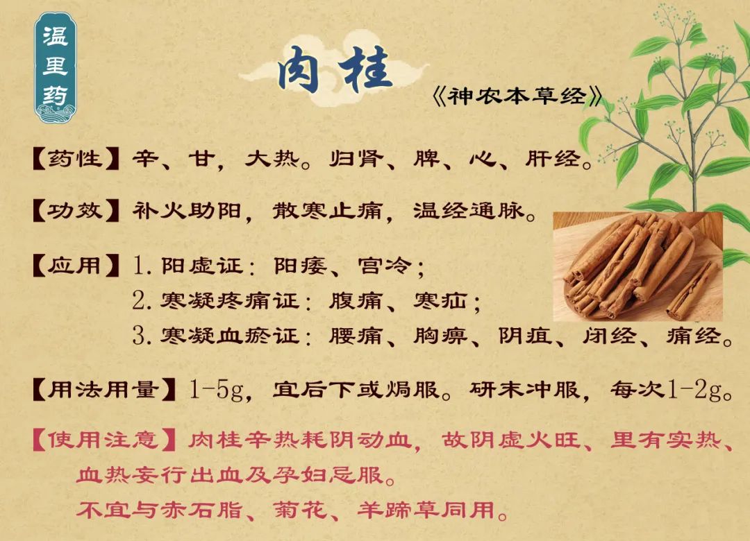 Cinnamon (Rou Gui): Nourishing Fire and Supporting Yang to Warm the Heart and Spleen