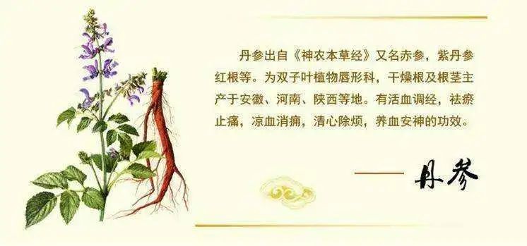 The Efficacy and Contraindications of Danshen (Salvia miltiorrhiza)