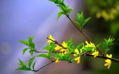 Daily Learning of a Chinese Herb: Lian Qiao (Forsythia suspensa)
