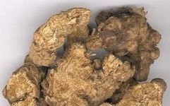 Cang Zhu: Drying Dampness and Strengthening the Spleen