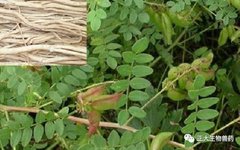 Astragalus: The Premier Qi-Boosting Herb and Its Applications