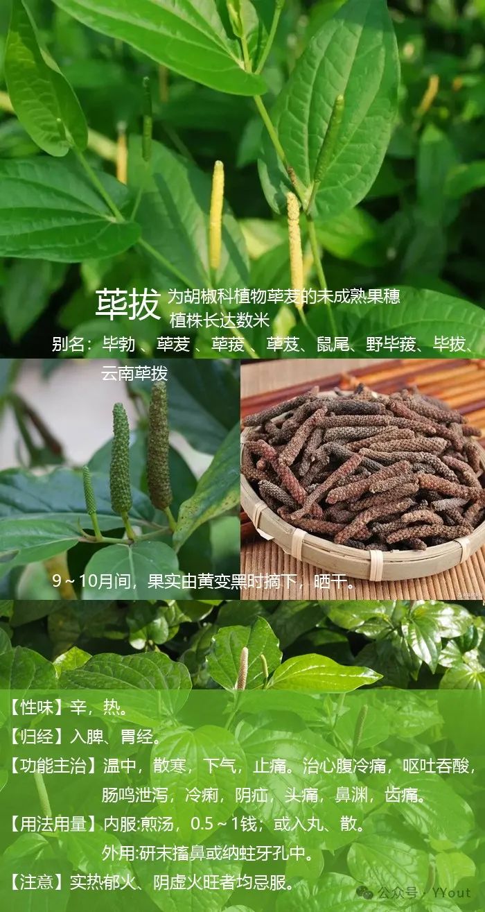 Secret Recipe for Treating Colitis by Renowned Physician Tang Chengzu: Fu Zheng Qu Xie Decoction